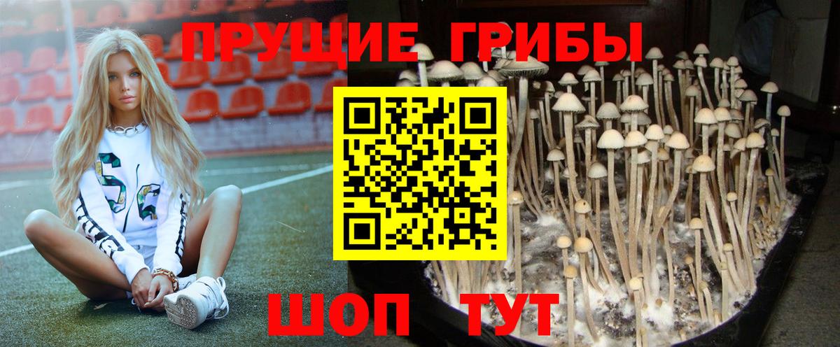 Псилоцибиновые грибы GOLDEN TEACHER  Реутов 